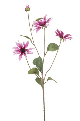 Aster spray pink 82cm