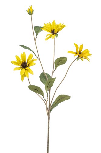 Aster spray yellow 82cm
