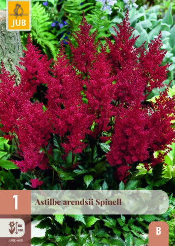 Astilbe arendsii spinell 1st