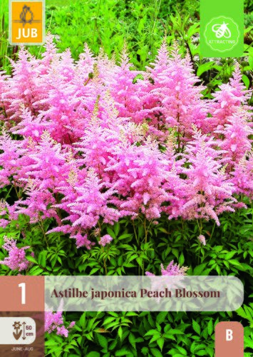 Astilbe japonica peach blossom 1st