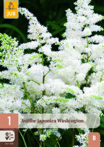 Astilbe japonica washington 1st