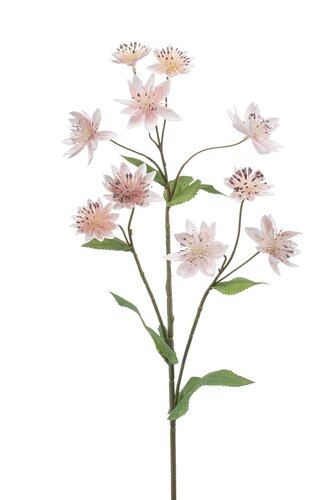 Astrantia Tak Zijde - 70cm Roze