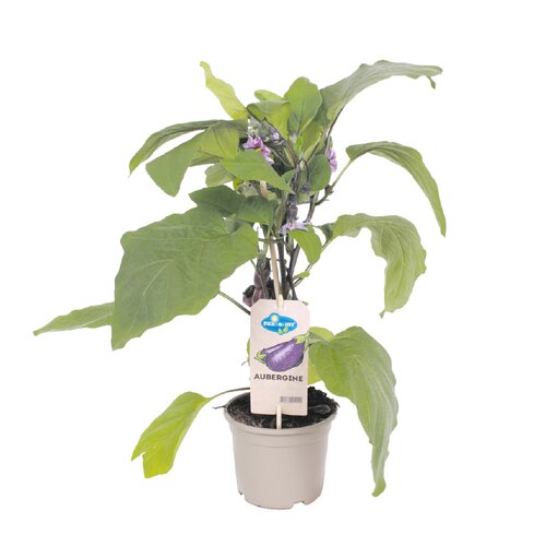 Pick&Joy Plant Aubergine, in 14cm-pot