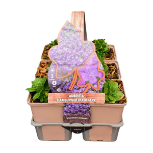 Aubrieta 'Hamburger Stadtpark' in sixpack - afbeelding 1