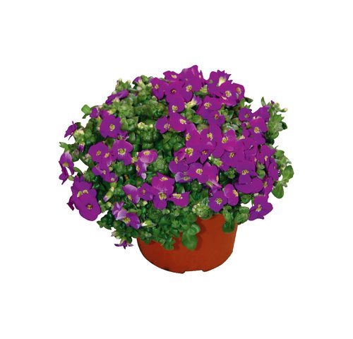 Aubrieta, in 13cm-pot