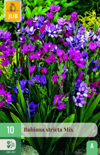Babiana stricta mix 10st
