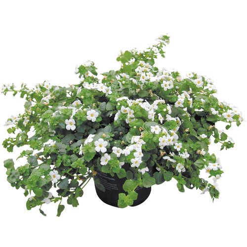 Bacopa