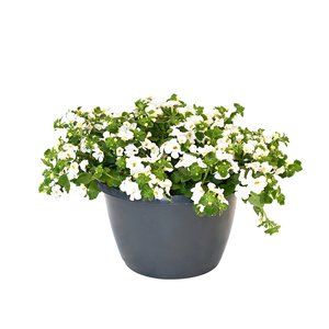 Bacopa in terraspot, wit of roze - afbeelding 1