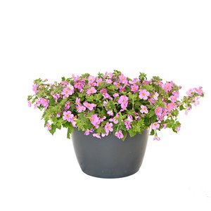 Bacopa in terraspot, wit of roze - afbeelding 2