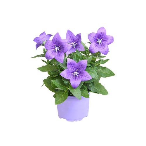 Ballonklokje, in 12cm-pot - afbeelding 1