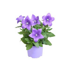 Ballonklokje, in 12cm-pot - afbeelding 1