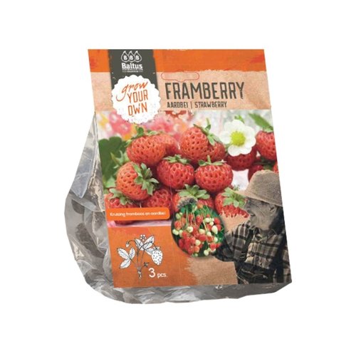 Baltus Aardbei Framberry per 3