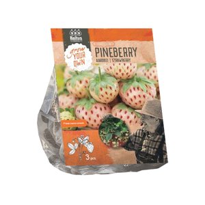 Baltus Aardbei Pineberry per 3