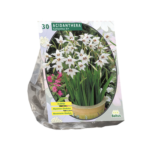Acidanthera Bicolor