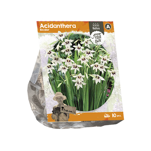 Baltus Acidanthera Bicolor (SP) per 10