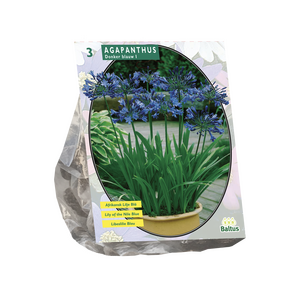 Agapanthus Donkerblauw