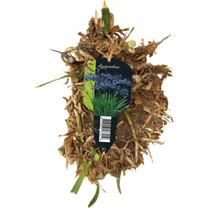 Baltus Agapanthus, Donkerblauw (Steeketiket)