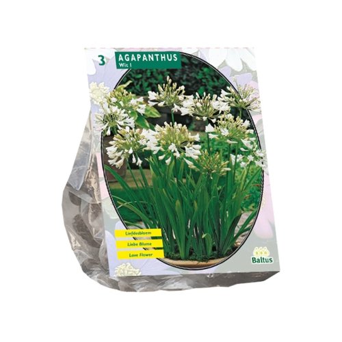 Baltus Agapanthus, Wit per 3