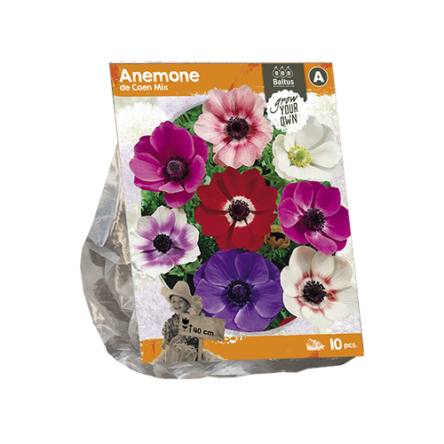 Baltus Anemone de Caen Mix (SP) per 10