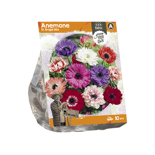 Baltus Anemone St. Brigid Mix (SP) per 10
