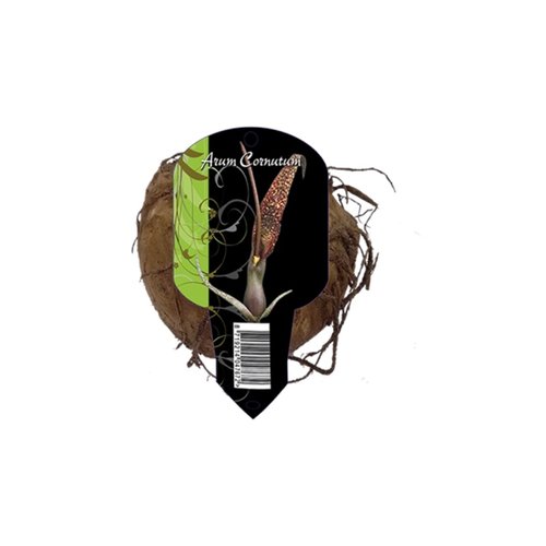 Baltus Arum Cornutum (Organza met etiket)