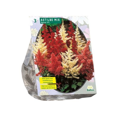 Baltus Astilbe, Gemengd per 3