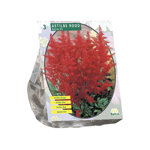 Baltus Astilbe, Rood per 3