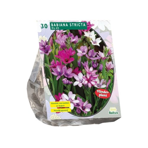 Baltus Babiana Stricta Mix (Vlinderplant) per 30