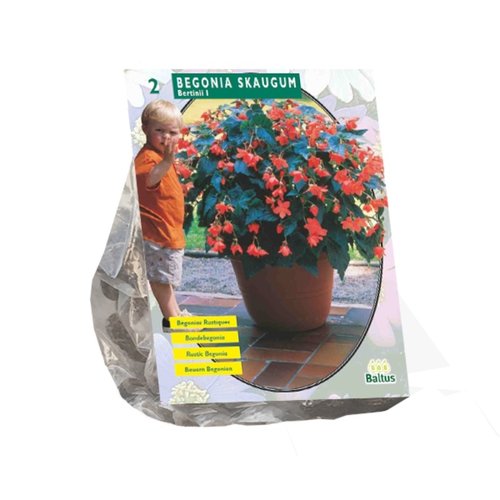 Baltus Begonia Bertinii Skaugum per 2