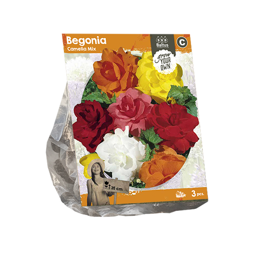 Baltus Begonia Camelia Mix (SP) per 3