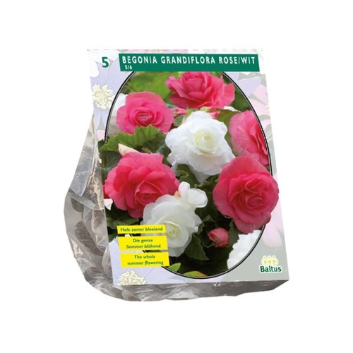 Baltus Begonia Dubbel Duo, Roze/Wit per 5