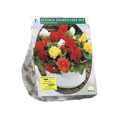 Baltus Begonia Dubbel, Mix per 7
