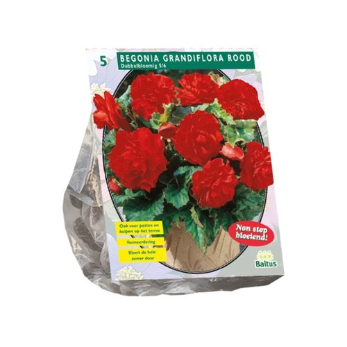 Baltus Begonia Dubbel, Rood per 5