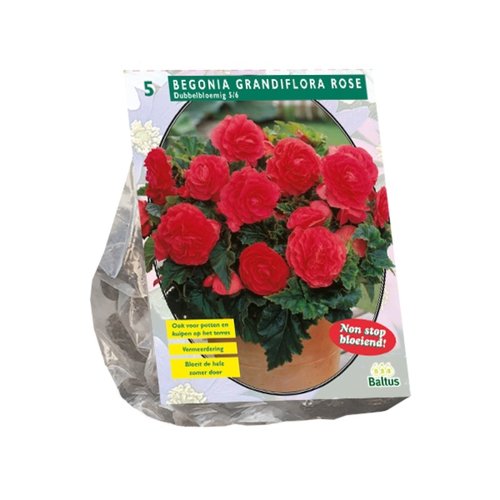 Baltus Begonia Dubbel Roze
