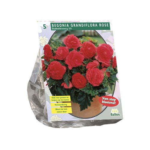 Baltus Begonia Dubbel, Roze per 5