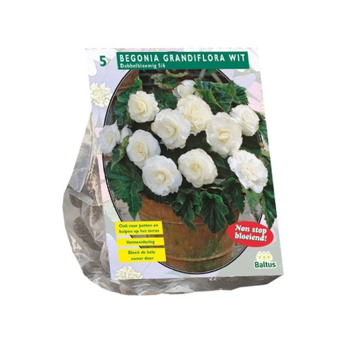 Baltus Begonia Dubbel Wit