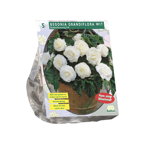 Baltus Begonia Dubbel, Wit per 5