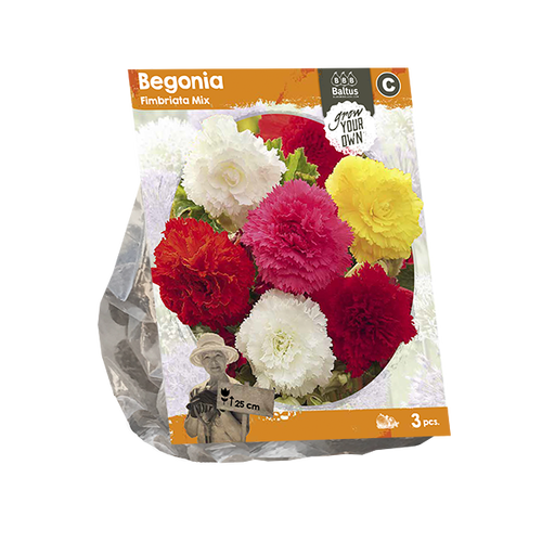 Baltus Begonia Fimbriata Mix (SP) per 3