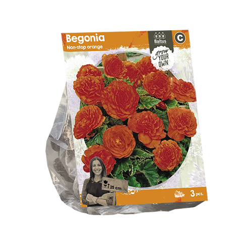 Baltus Begonia Non-stop orange (SP) per 3
