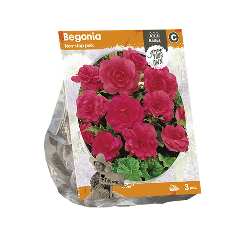 Baltus Begonia Non-stop pink (SP) per 3
