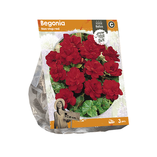 Baltus Begonia Non-stop red (SP) per 3