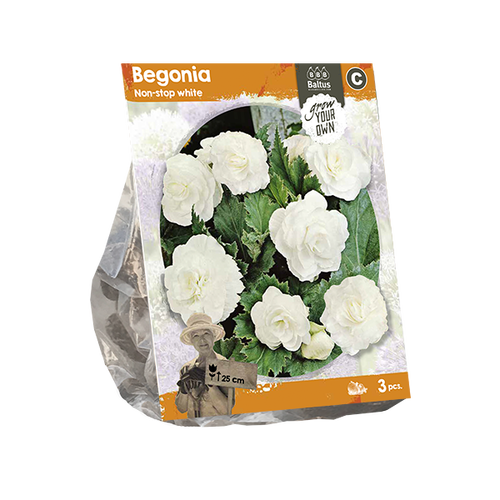 Baltus Begonia Non-stop white (SP) per 3