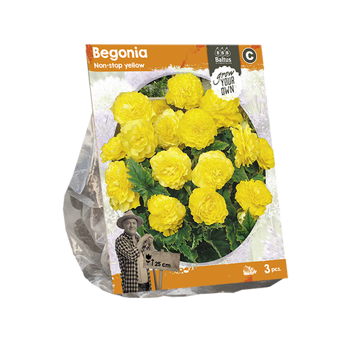 Baltus Begonia Non-stop yellow (SP) per 3