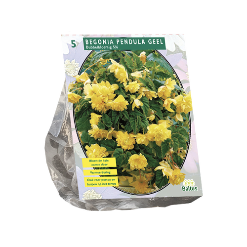 Baltus Begonia Pendula, Geel per 5