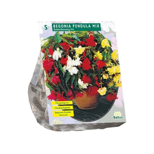 Baltus Begonia Pendula, Mix per 5