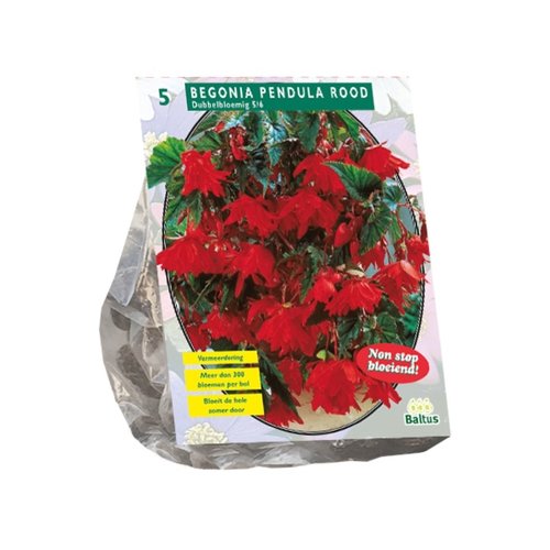 Baltus Begonia Pendula, Rood per 5