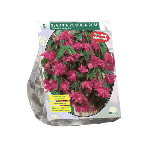 Baltus Begonia Pendula, Roze per 5