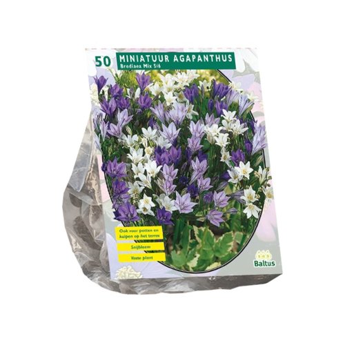 Baltus Brodiaea Mix per 50