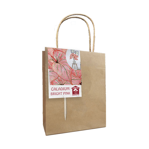 Baltus Caladium Bright Pink per 1