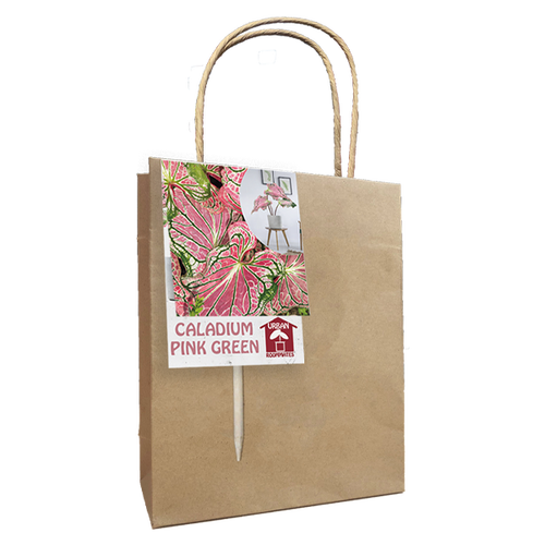 Baltus Caladium Pink Green per 1